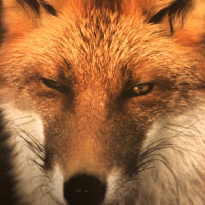 Fox Fox