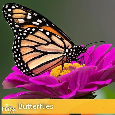 Fun Facts About Butterflies Fun Facts About Butterflies