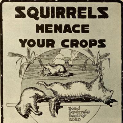 386 - The War on Squirrels