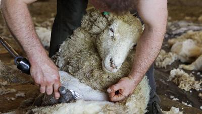 Fleeced — unravelling the history of wool and war