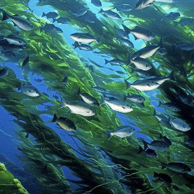 Helping the Kelp Make a Comeback