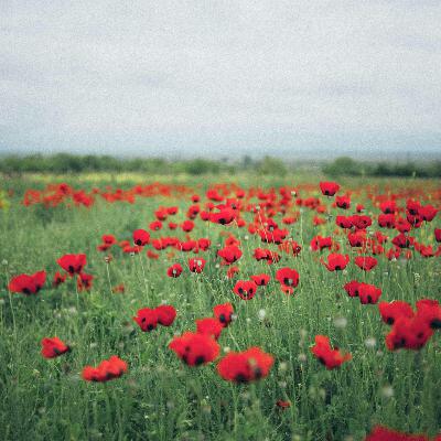 Meat Alternatives - Protest - Good looks get you jobs? - Poppies