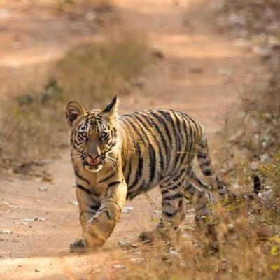 Tadoba Tiger Reserve