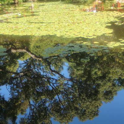 Episode 6: Leo Season & New Moon Energy Reading Episode 6: Leo Season & New Moon Energy Reading