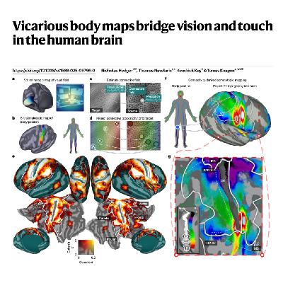 305-Topographic Body Maps Tiling Human Visual Cortex 305-Topographic Body Maps Tiling Human Visual Cortex