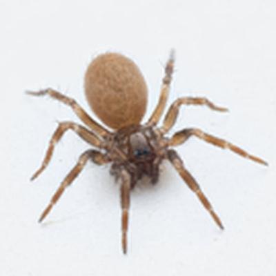 Naturefile - Spiders