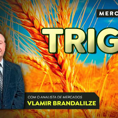 Área de trigo pode cair novamente em 2026; produtores estão desanimados