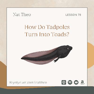 How Do Tadpoles Turn Into Toads? Lesson 78