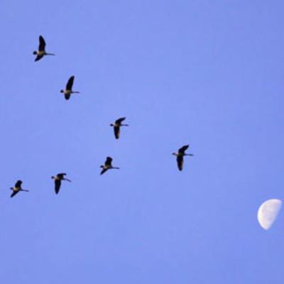 Haibun Without a Haiku Haibun Without a Haiku