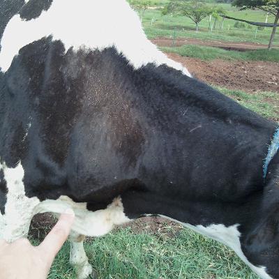 Episódio 50. Leucose Bovina. Episódio 50. Leucose Bovina.