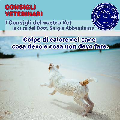 16 - Colpo di calore nel cane cosa devo e cosa non devo fare.