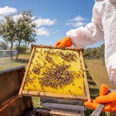 Mundo rural - PAC: ayudas para investigación en el sector apícola - 24/11/25