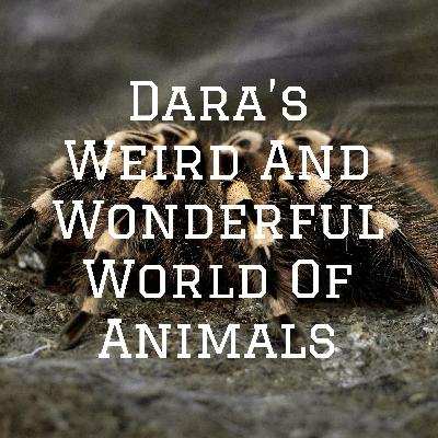 Dara's weird and wonderful world of animals. (TARANTULAS)