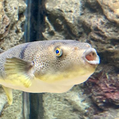 #30 膨らむ魚の危険な味。フグに夢中な日本の食卓【草とか石とかのラジオ】 #30 膨らむ魚の危険な味。フグに夢中な日本の食卓【草とか石とかのラジオ】