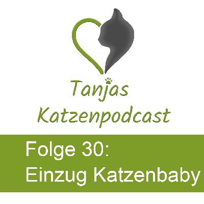 Ein Kitten zieht ein – kleines Pfötchen, große Verantwortung