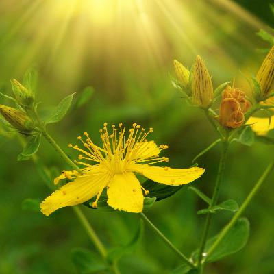 the king of herbs the king of herbs