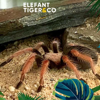 Rosenkäfer und Tarantel