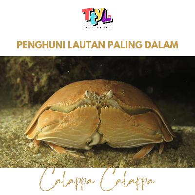 111: Haiwan Hijab Mata Terbuka #TTYLzoology 111: Haiwan Hijab Mata Terbuka #TTYLzoology