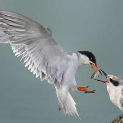 Forster's Tern Forster's Tern