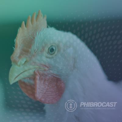 PhibroCast – Episódio 18: Virginiamicina - Eficácia em frangos de corte e ação em Clostridium perfringens.