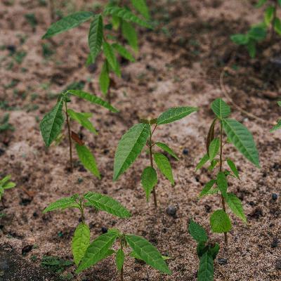 COP30 - Klimaforscher findet Tropenwaldfonds vorbildlich