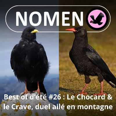 BEST OF D'ÉTÉ #25 : Chocard à bec jaune et Crave à bec rouge, les montagnards de la famille