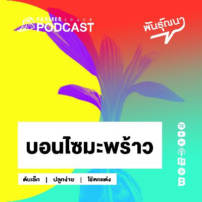 บอนไซมะพร้าว 【พันธุ์ณนา】 บอนไซมะพร้าว 【พันธุ์ณนา】