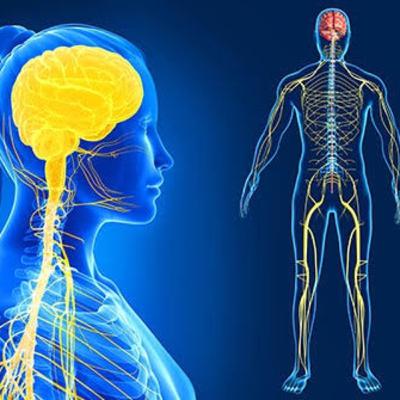 Biología: Sistema Nervioso Biología: Sistema Nervioso