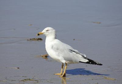 Patrick In The Morning: Study Shows Birds Poop On Certain Cars More Than Others