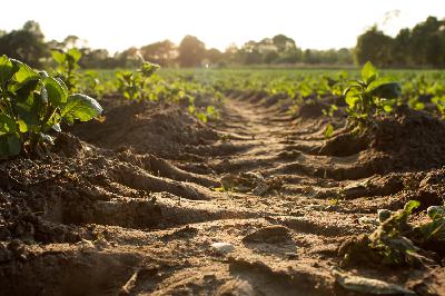 Episode 2 - Connor Fitzpatrick - Doctor Dirt: Sunflowers, Evolutionary Ecology and the Future of Agriculture