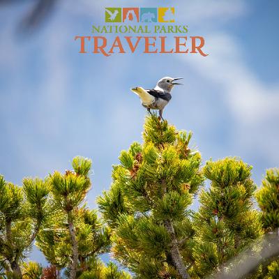 National Parks Traveler Podcast | Saving Whitebark Pines