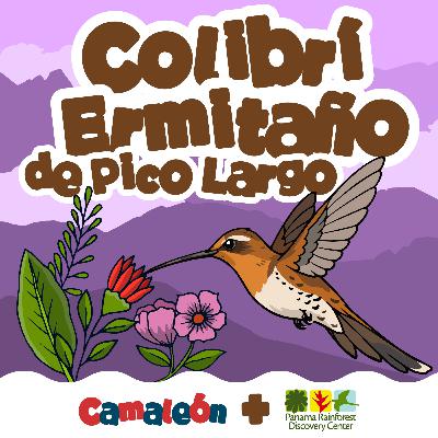 Colibrí Ermitaño de Pico Largo Colibrí Ermitaño de Pico Largo