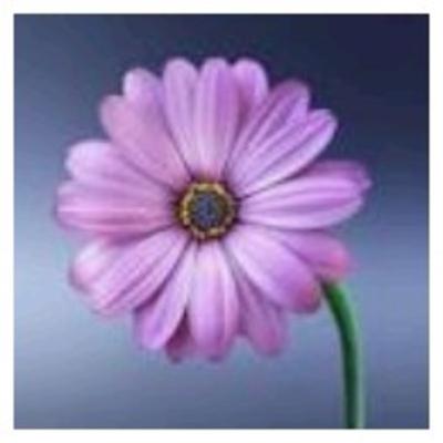 Los gallinazos sin plumas