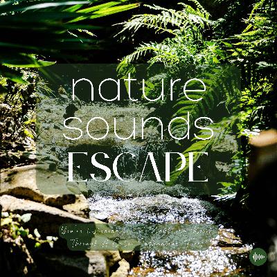 A Babbling Brook In A Calm Forest | Relaxing Nature Sounds For Sleep, Meditation, Relaxation, Studying Or Focus | Flowing River, River Sounds, Rain, Sleep Music, Sleep Sounds, Study Music, Zen, Sleep Fast, White Noise, Música Relajante Para Dormir