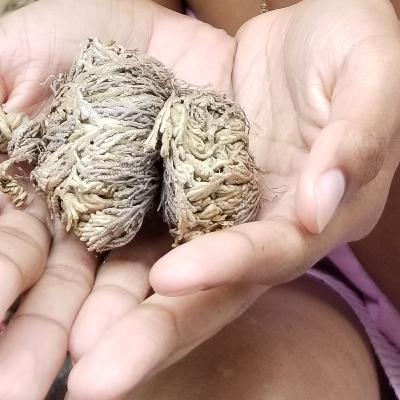 Conversation with my Rose Jericho