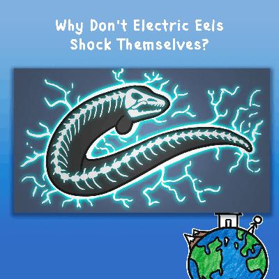 Why Don't Electric Eels Shock Themselves? Why Don't Electric Eels Shock Themselves?