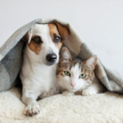 Dia de finados e pets