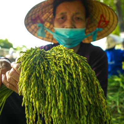 Hà Nội sống và yêu: Giữ lại mùa thu trong hạt cốm