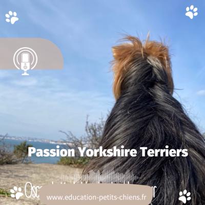 Passion Yorkshire terriers : Tout ce que nous disons à nos Yorks : Non