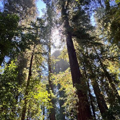 Old Growth Wonder with Lahari Indraganti and Zoë García Old Growth Wonder with Lahari Indraganti and Zoë García