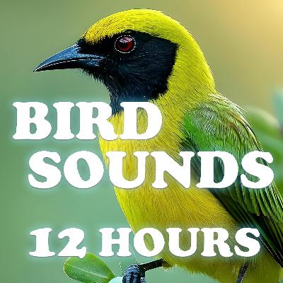Bird Harmonies for Relaxation - 12 Hours of Nature Sounds
