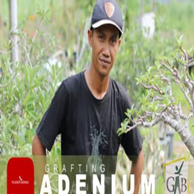 Cara Grafting Adenium - The Way of Adenium Grafting