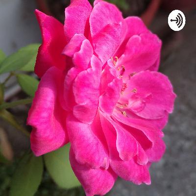 Aaj jaane ki zid na karo