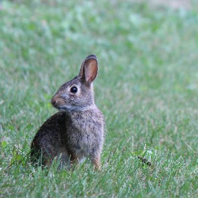 2. Entrevista a Adriana Vicario de Mirada Animal
