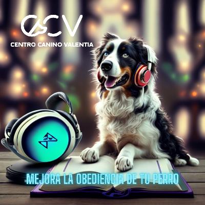 Trucos de Adiestramiento Canino: Cómo Mejorar la Obediencia de tu Perro