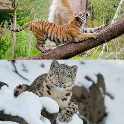 Tigers & Snow Leopards