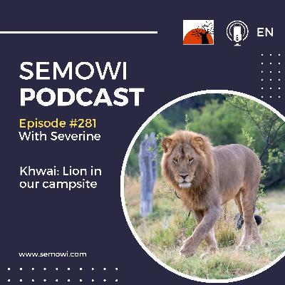 Lion in our campsite