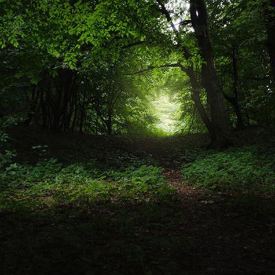 The Voice in the Woods