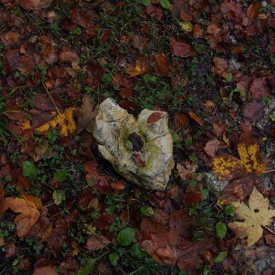 Episode 15 - Automne