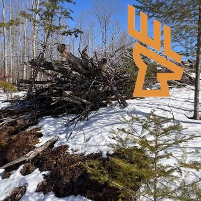 EP222 Building Slash Walls, Tree Plantings for Deer and Truffles, Mushrooms EP222 Building Slash Walls, Tree Plantings for Deer and Truffles, Mushrooms
